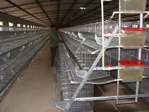 黎平鸽子笼 诚信丝网，保障质量，优选纺织原料